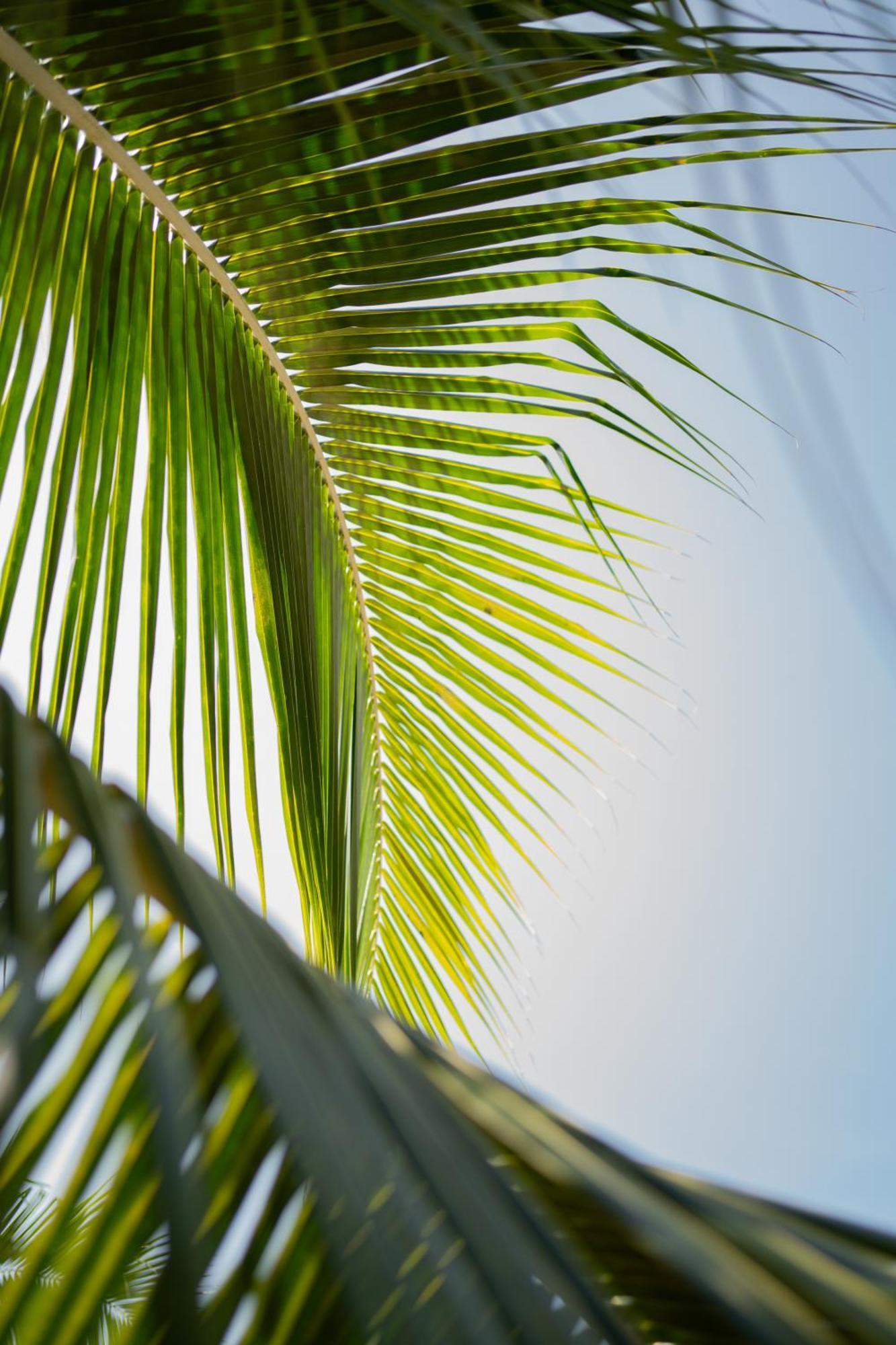 Sirenas Caribbean Rooms Holbox Kültér fotó