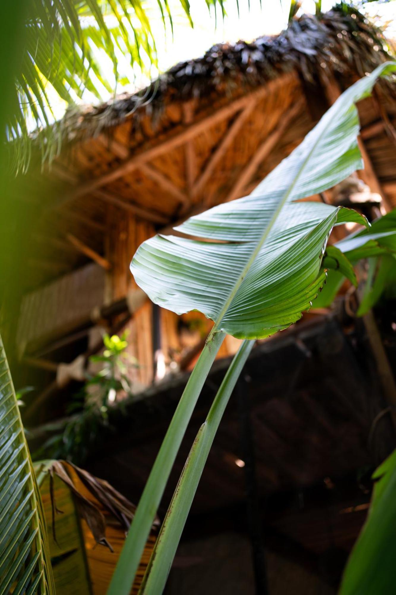 Sirenas Caribbean Rooms Holbox Kültér fotó